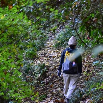 緑が増してきた🌳