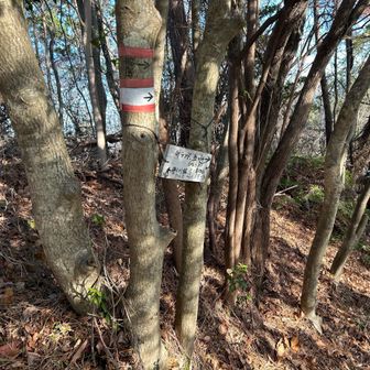 ケンメイ尾山に向かいます。五ツ辻方面に進んで行きますが、途中で少しだけショートカットできるルートに入りました。道はありますが、少々不明瞭です(以前、逆方向から高畑山に向かった際にはショートカットになったのか分かりませんでしたが、今回は特に問題無しでした)。