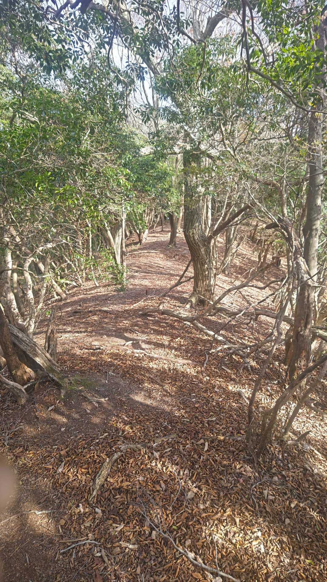 笹オトシ-オトシノ峰-小笹ノ峰-加島鉾 往復コースの写真