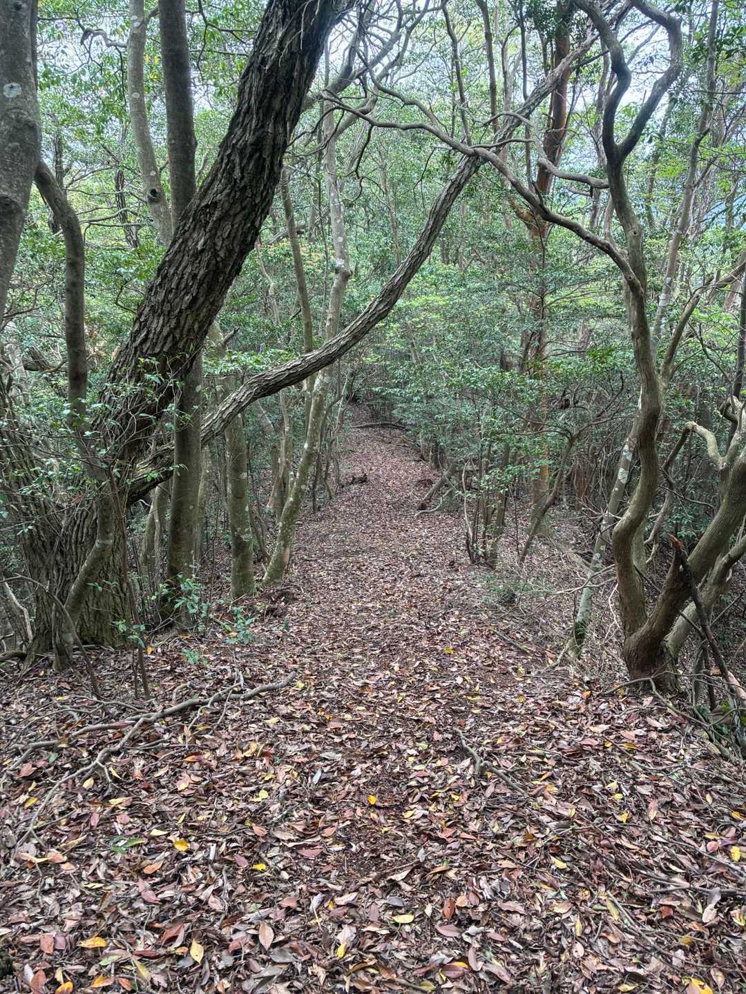 下山へ
基本よく整備してありました😊