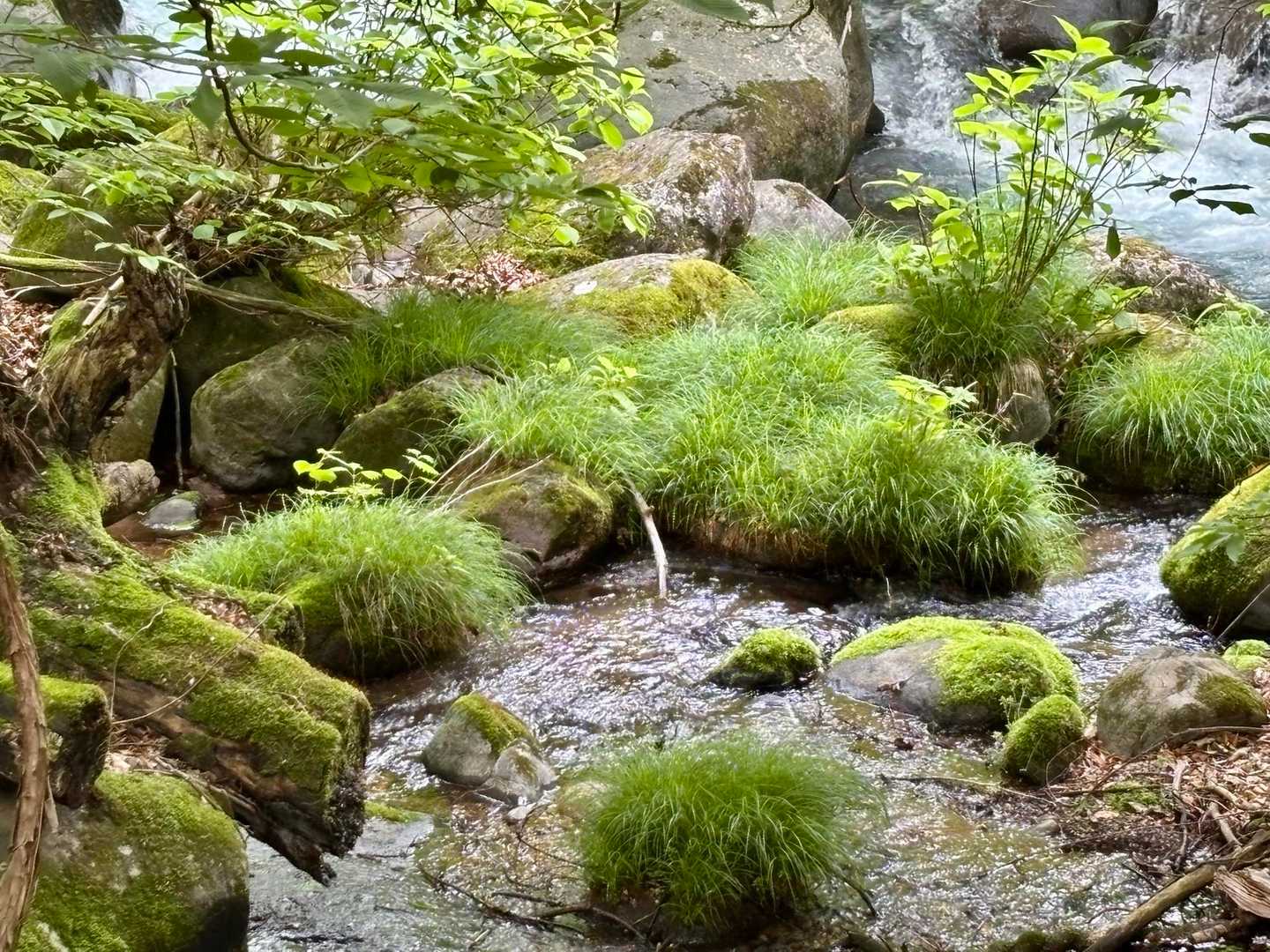 清流