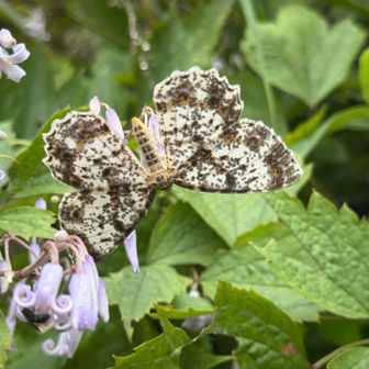 チャマダラエダシャク
花にたくさん集って密吸ってたから蝶だと思ったが実は蛾だそうです