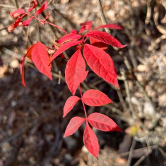 きれーな紅葉🍁
もう落ち葉がたくさんだか、もう紅葉もおわりかなぁ