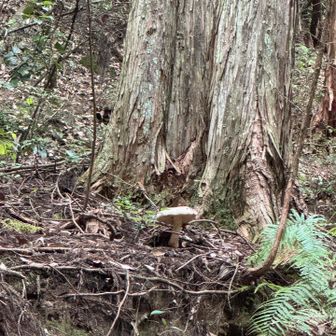 木の根元に大きなキノコ🍄‼️