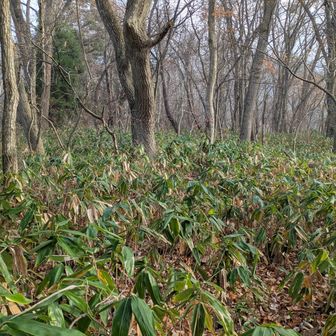 ピンクテープが着いてから道がしっかり出来てきた