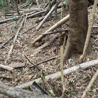 作業の跡やで荒れてるから大変でしょうが💦

頑張ってね👍