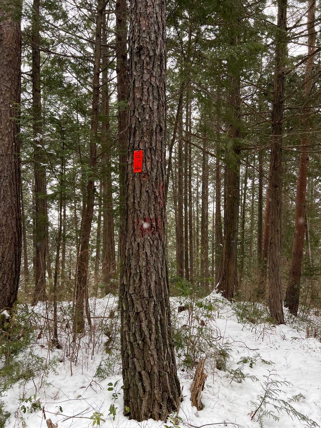 山頂の標識ないけど貼ってある😅
山頂らしい