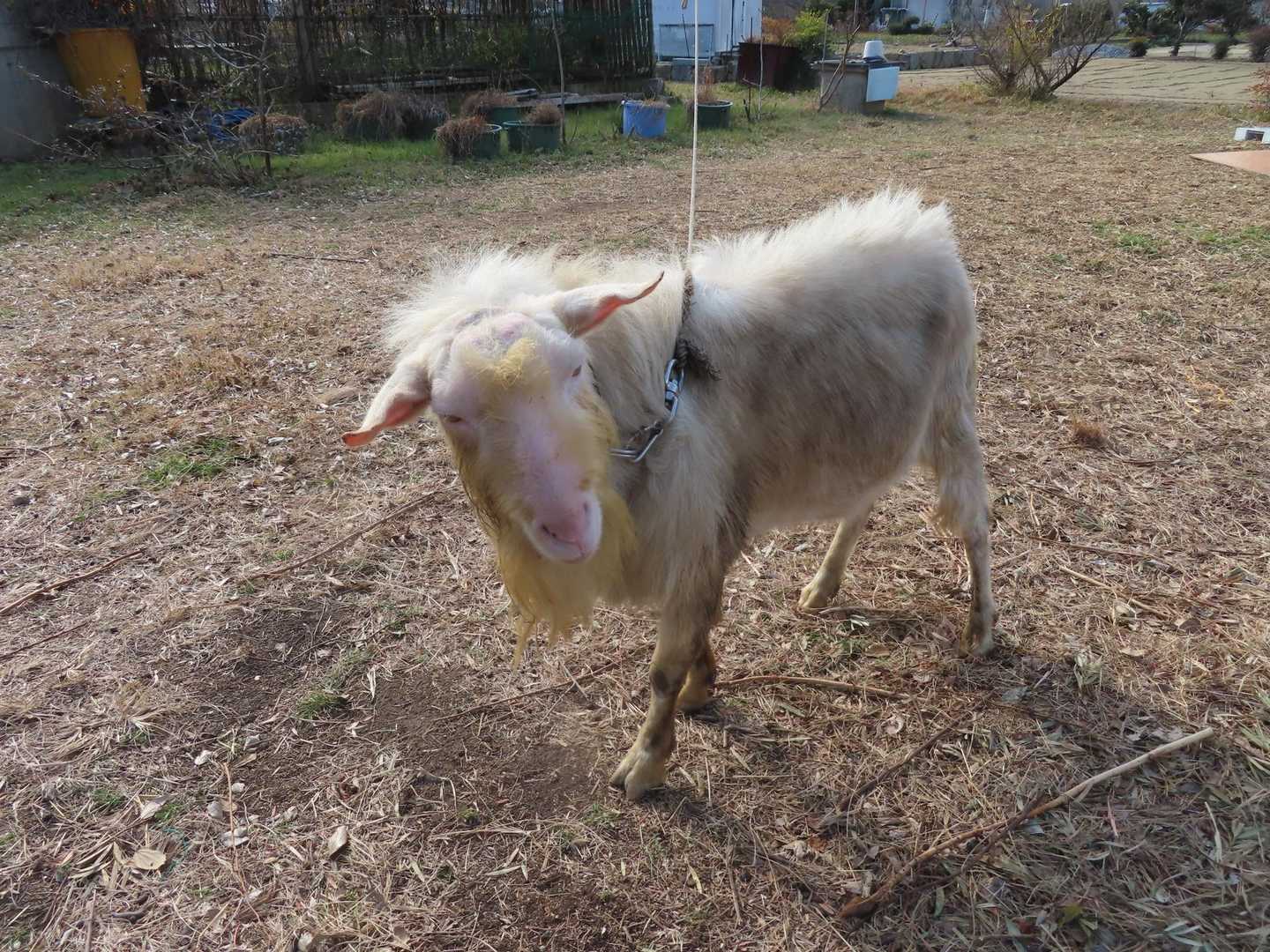 ヤギ🐐さんを飼っているところがあるんです。今日は歩きだから、ちょっと近くまで…
(お庭というより広場的場所・・・すみませんがお邪魔します🙇‍♀️)
飼っているなら、人馴れしてるかな？
♡(⸝⸝⸝ ´˘`)ﾉﾞﾖｼﾖｼできるかな？
手を伸ばしたところ・・・