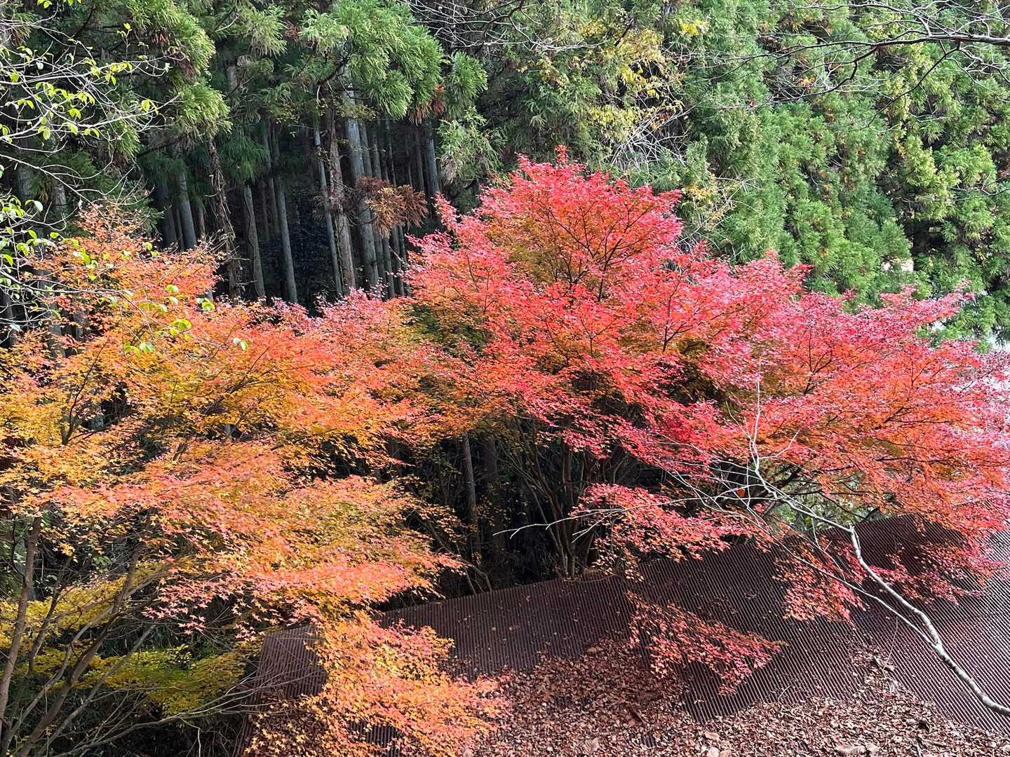 御嶽道登山口-御嶽-小金ヶ嶽 周回コースの写真