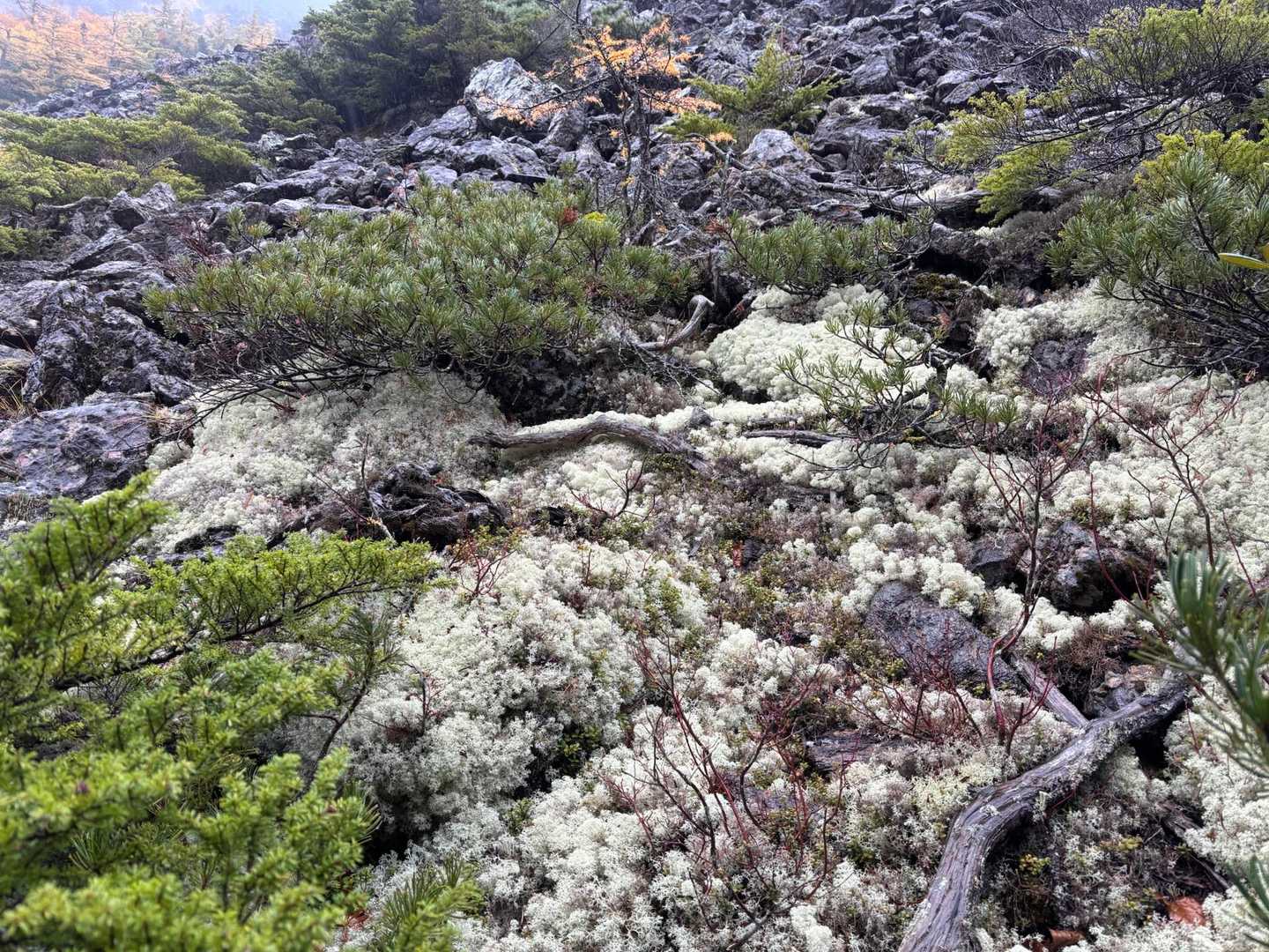 北沢峠-北沢峠バス停-栗沢山-アサヨ峰-仙水峠 周回コースの写真
