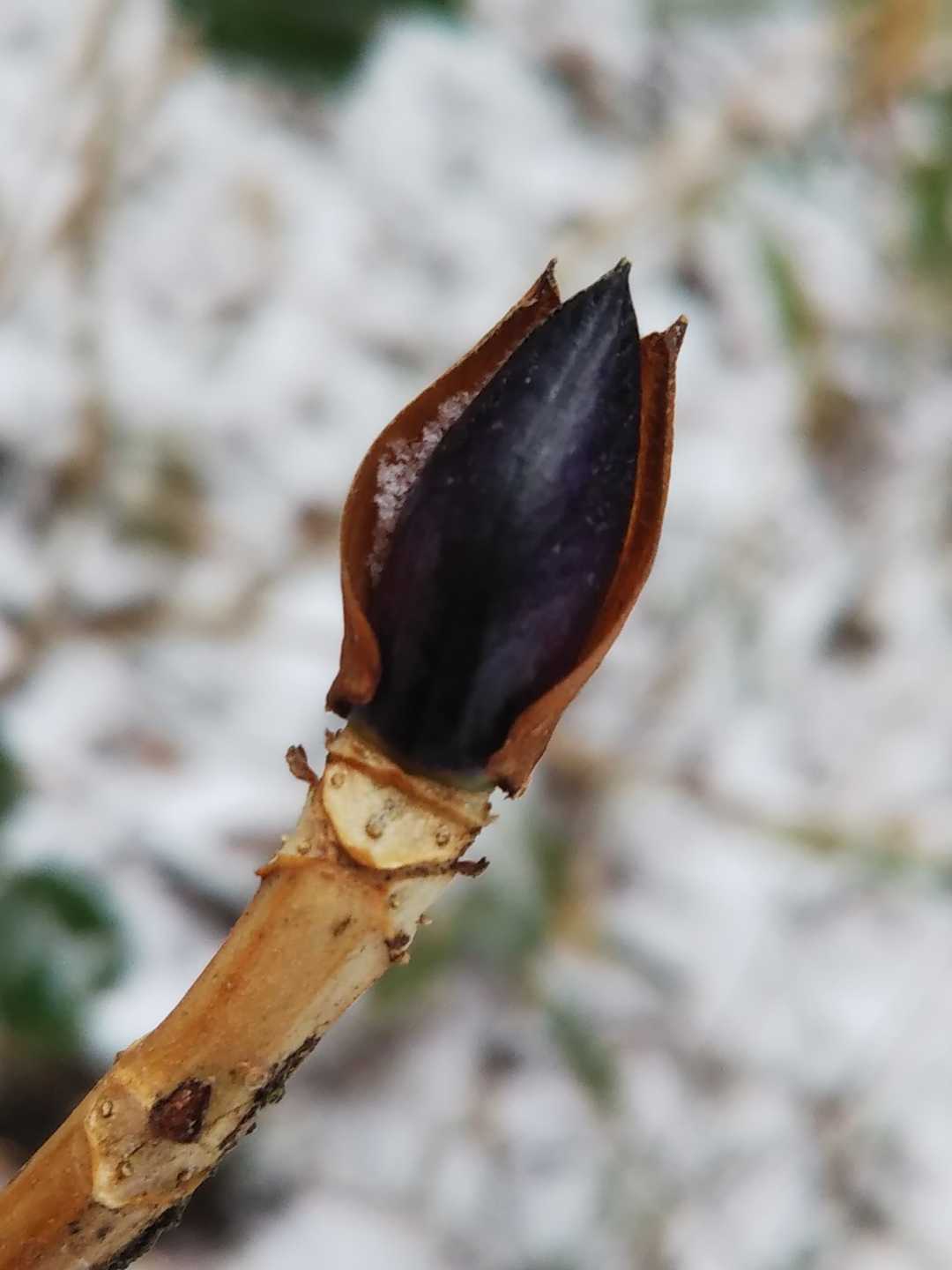 コンニチワ♪
アジサイの冬芽葉痕、可愛いです🎶