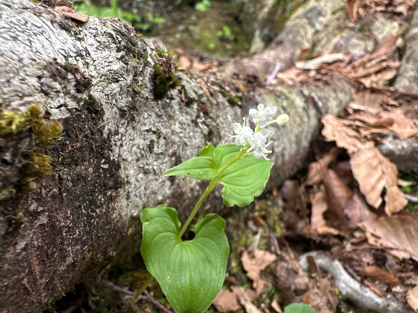 マイヅルソウ。葉っぱばっかりだったのでようやく花を