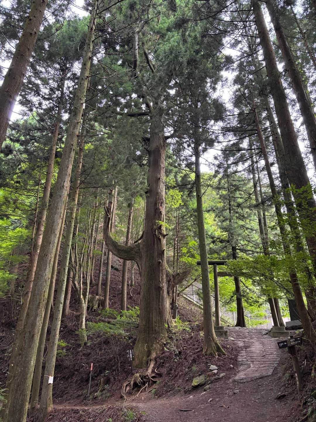 天狗👺の腰掛け杉🌲