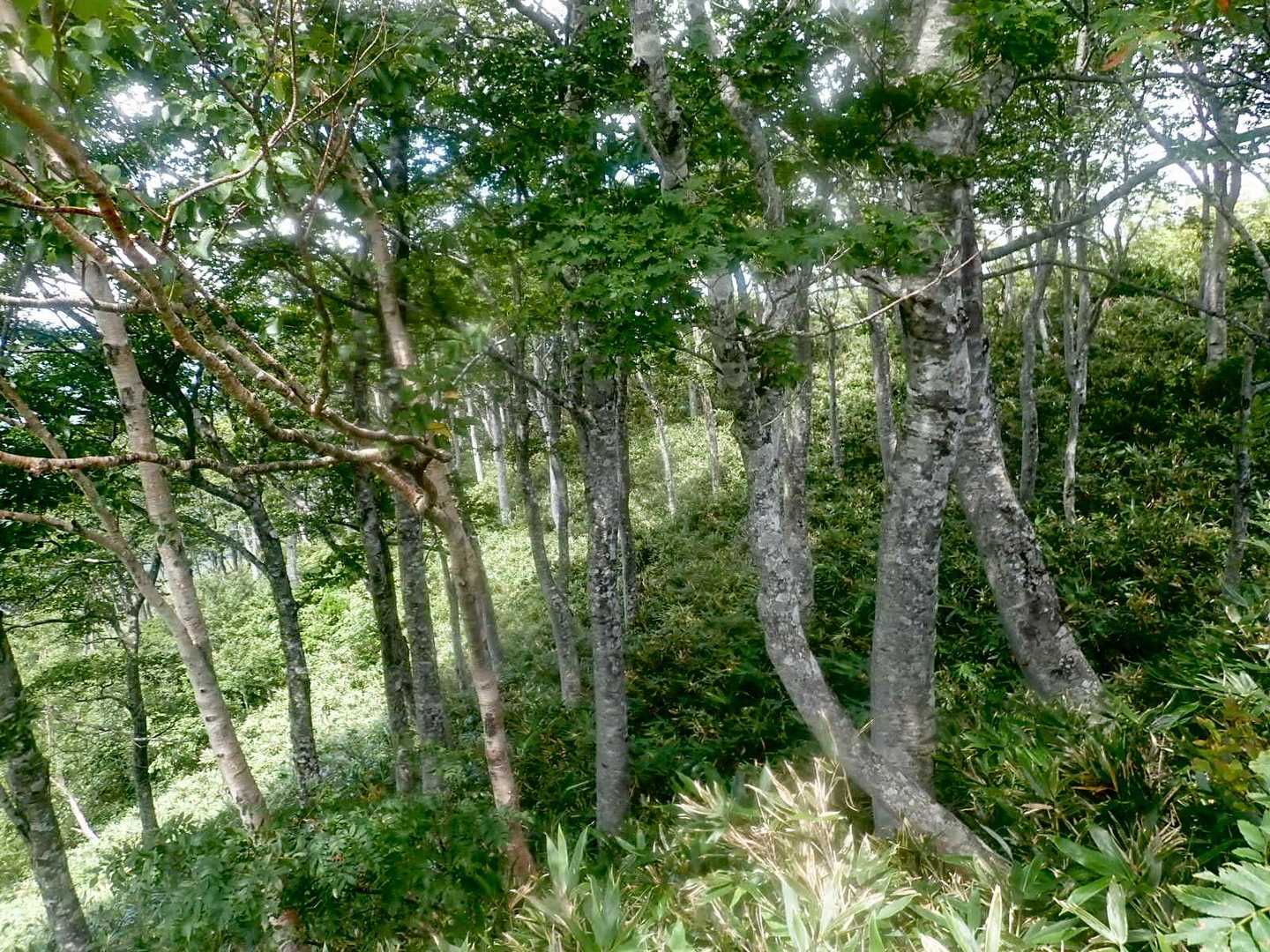 栃谷登山口-片折岳-金剛堂山 往復コースの写真