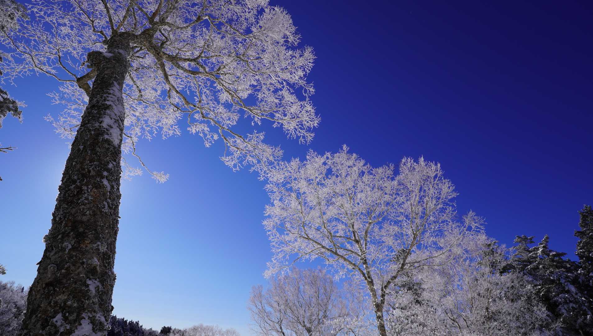 線香花火のような霧氷