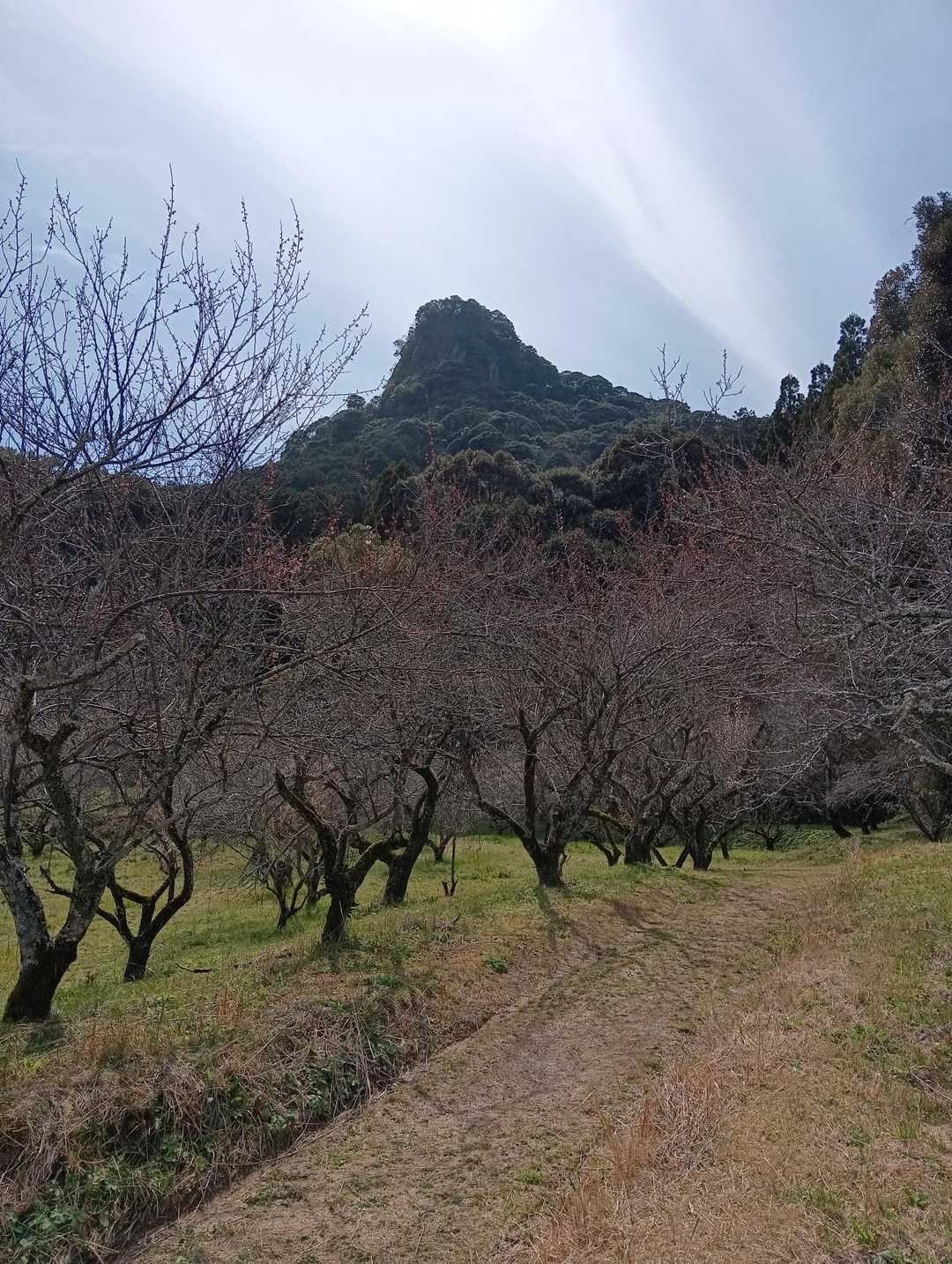 梅林からの御船山⛰️かっこいい👍