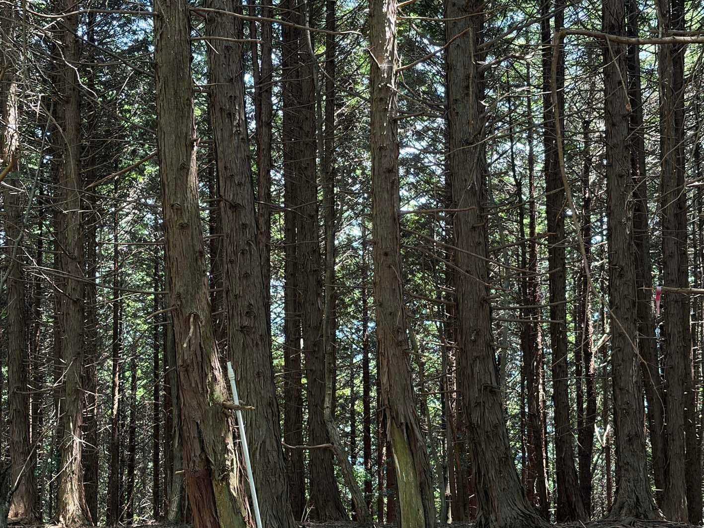 山頂眺望はなし🌳🌳🌳🌳🌳🌳🌳