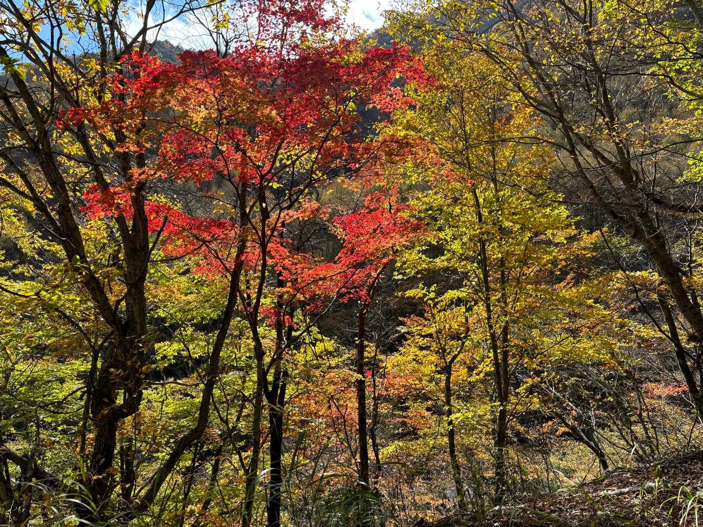甲武信ヶ岳（西沢渓谷入口）＜徳ちゃん新道＞の写真
