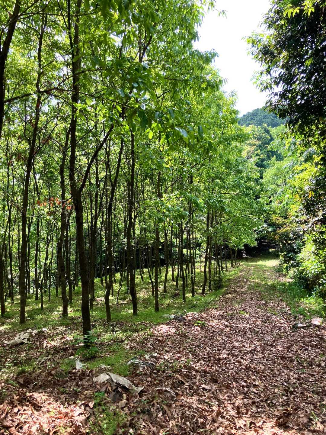 両子山（ふたごやま）へ、ミカン畑からクヌギ林、新緑の登山道を歩きます。