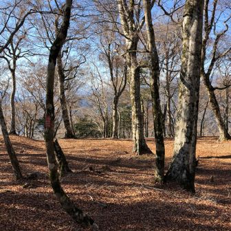 橅ノ平の山頂の様子。
ブナ林が良い雰囲気です。