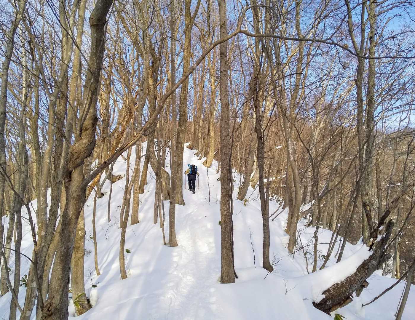 青山 往復コースの写真