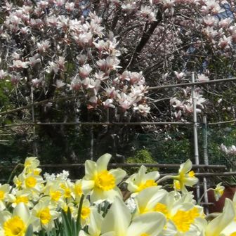 スイセンとコブシ