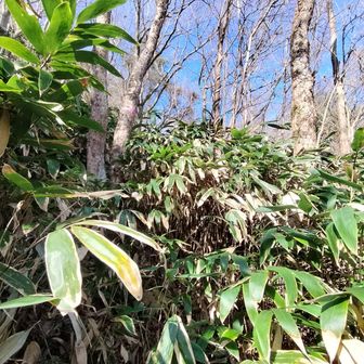 名物の笹漕ぎ場所開幕🤣
熊笹が容赦なく服を擦る！