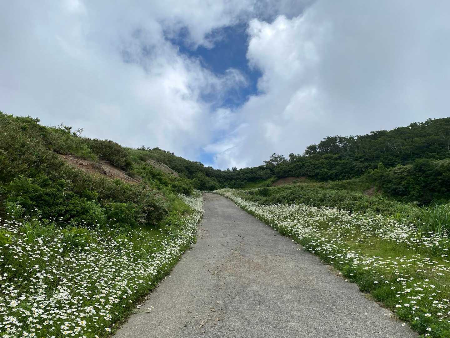 部子山 往復コースの写真