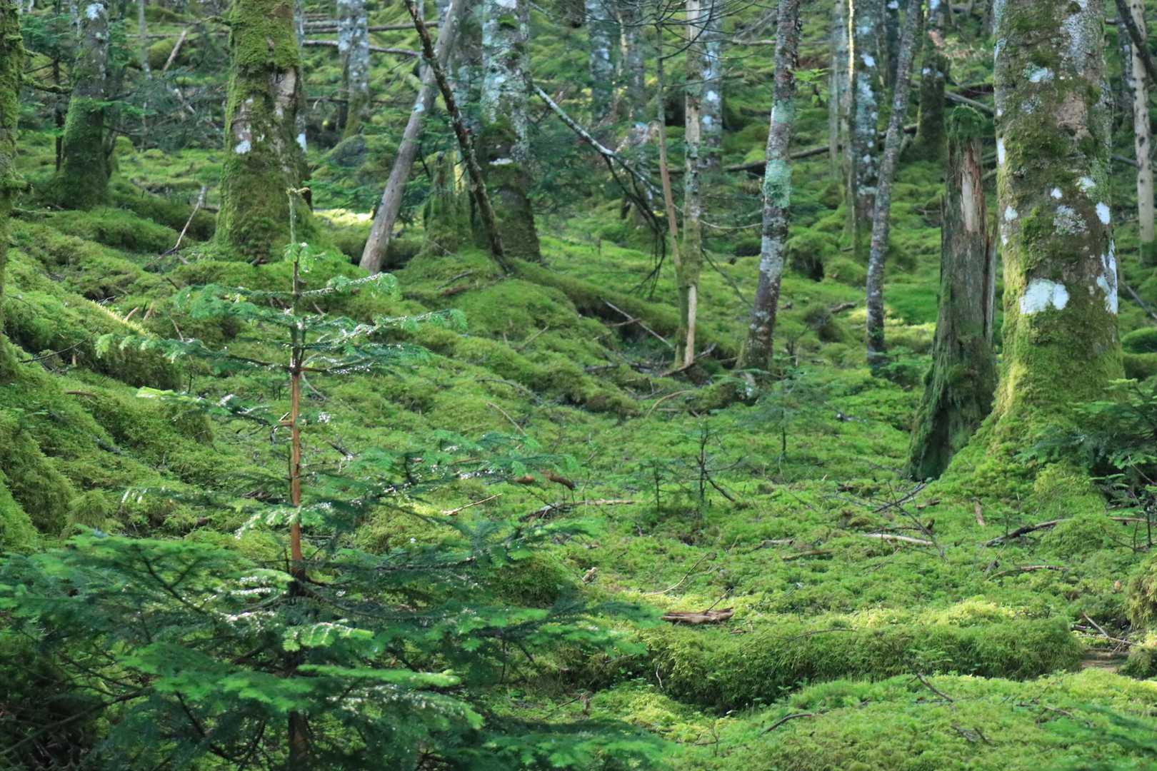 苔むし具合がレベル違うわ