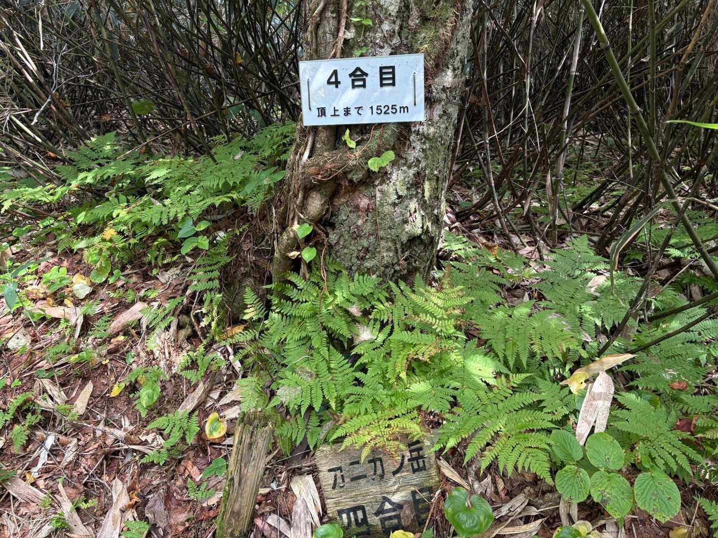 4号目到着❗️  山頂まで1525m🙄
距離的には上りの2/3修了してますがまだ4号目🫩　雄阿寒岳と同様、合目標識は前半厳しいようです🤭