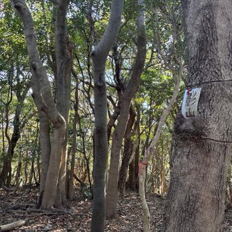 最後のピーク影山
無事に帰ってきました
悔しいなぁ。
膝が無事ならこの辺りは小走り下山できるのに。