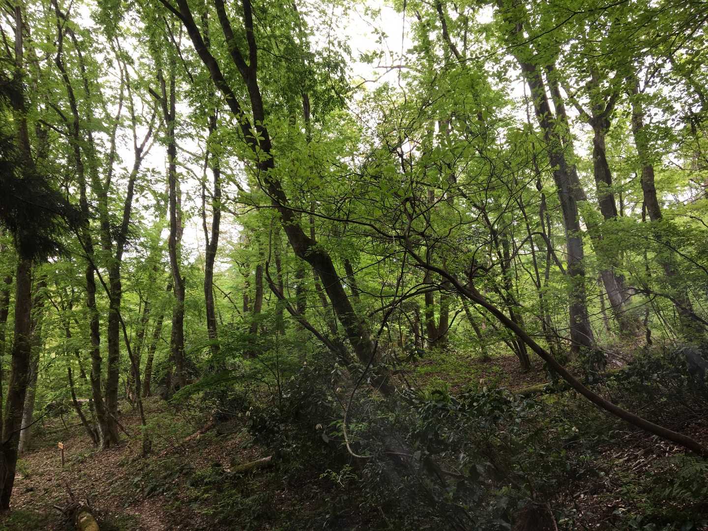 やや虫めいてあるけど、
とても素敵なルート