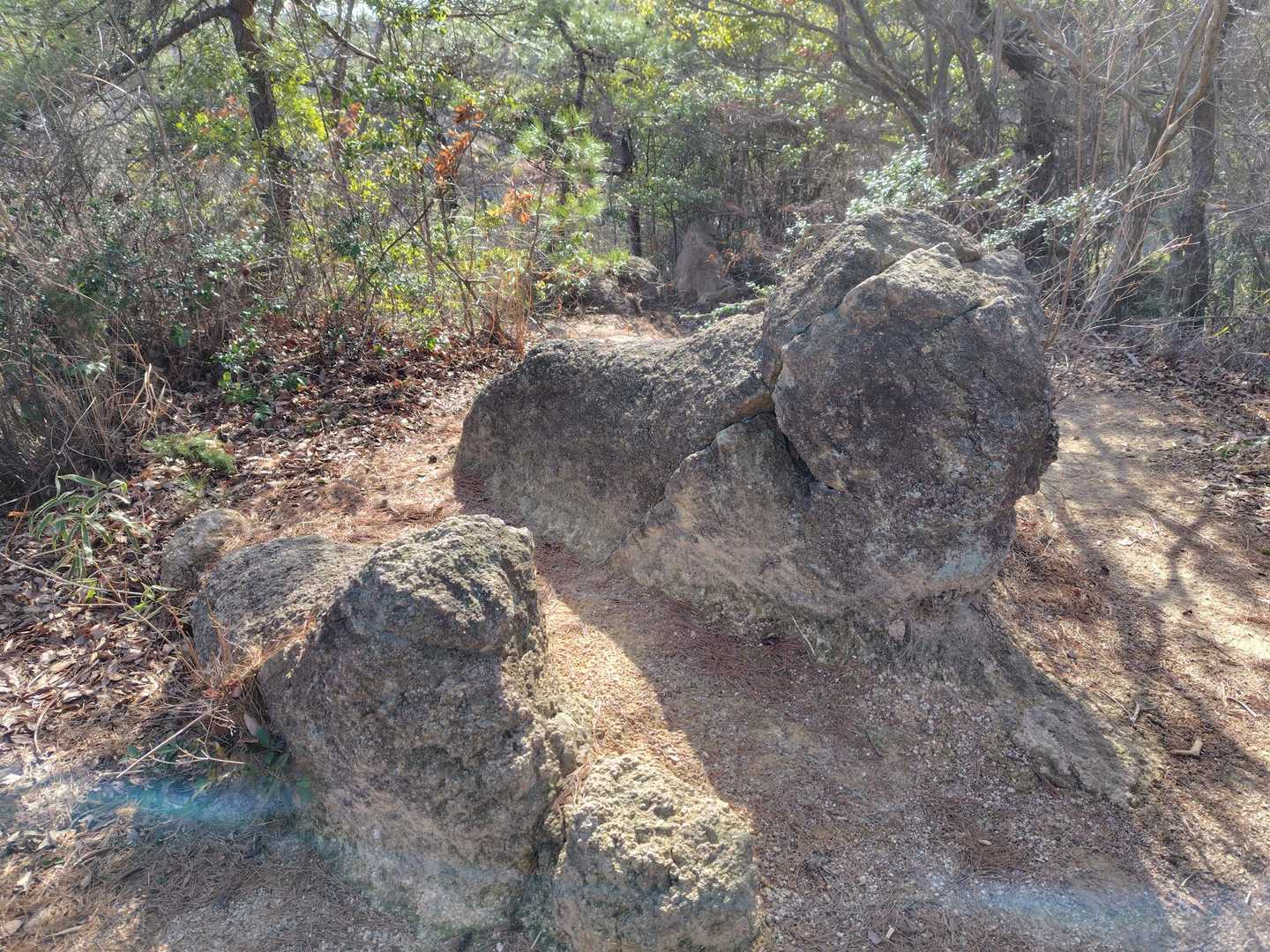 ライオン岩だと🦁
