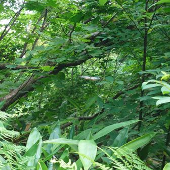 きれいな蝶が、目の前をひらひらと。アサギマダラ？有識者の方、教えてください！