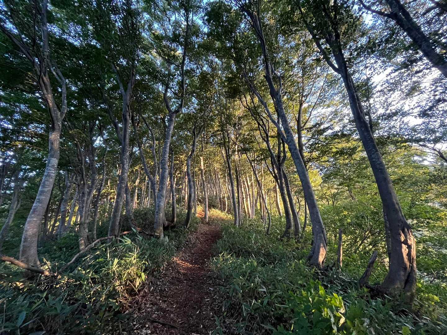 久しぶりの山に一歩一歩いや一口一口噛み締めるように楽しむ。