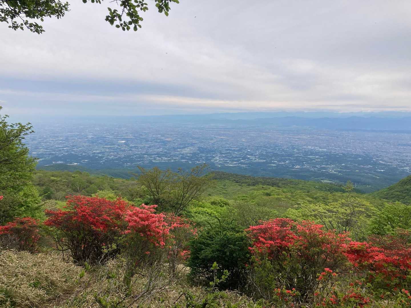 荒山・鍋割山周回 | 満開のツツジのトンネルを抜け、大パノラマの稜線歩きへの写真
