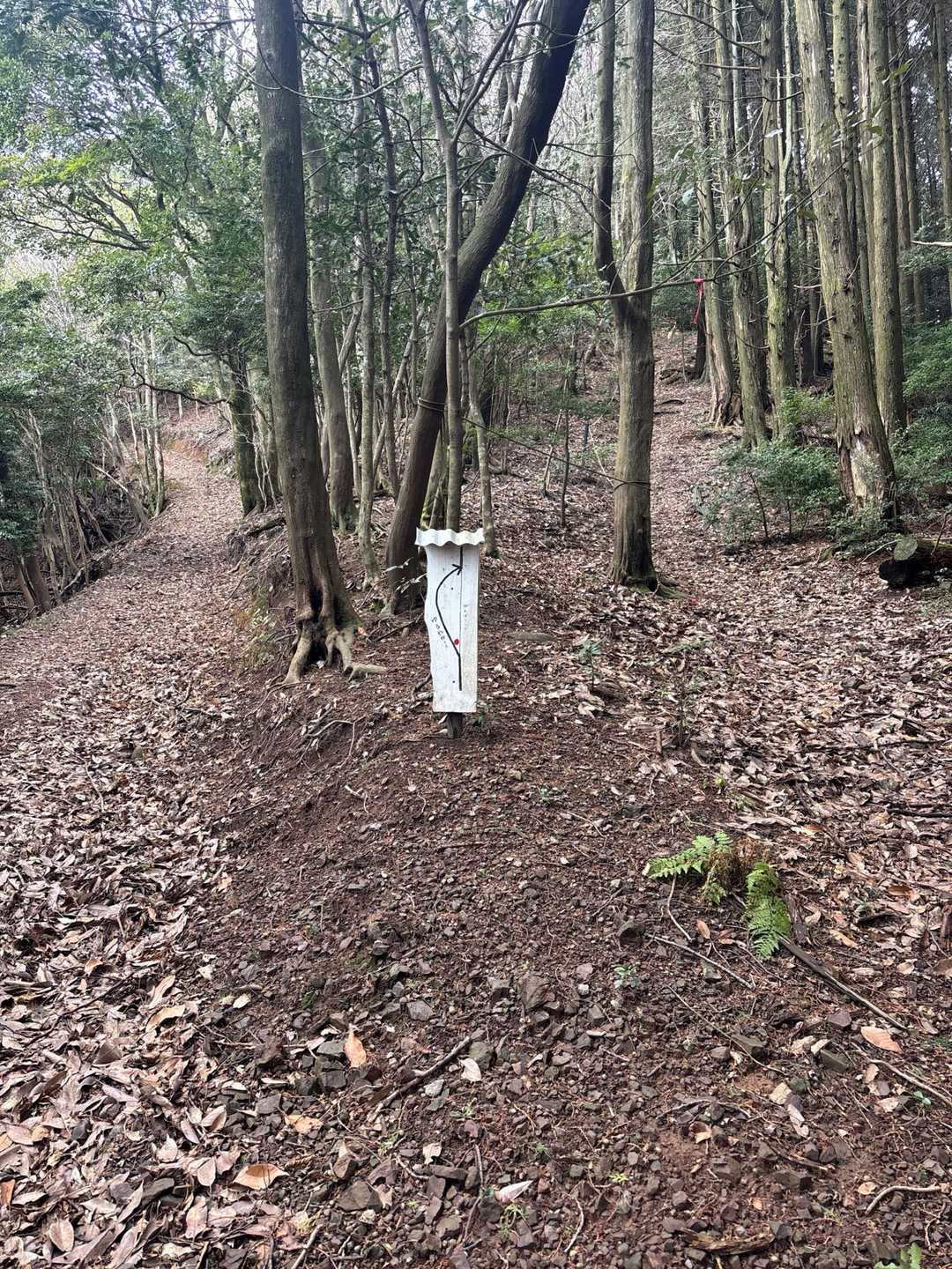 ゆるやかコースに行こうとした私にあこちゃんが「渇」
