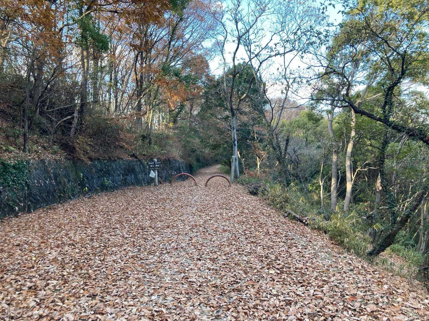 落ち葉🍂の絨毯