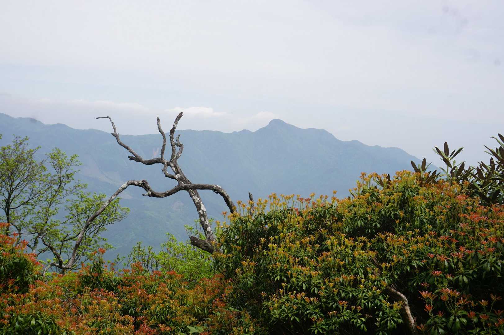 馬酔木の新芽はすごく伸びる。
その内に、尾根筋が見えなく成りそう
