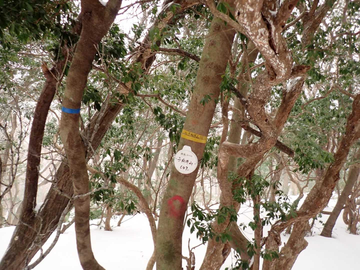 子向井山　気温－2℃
