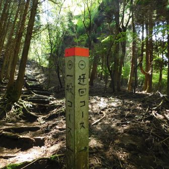 上りは一般コースへ🚶‍♀️♬.*ﾟ

急登らしい…
どんとこい(๑•̀•́)و✧