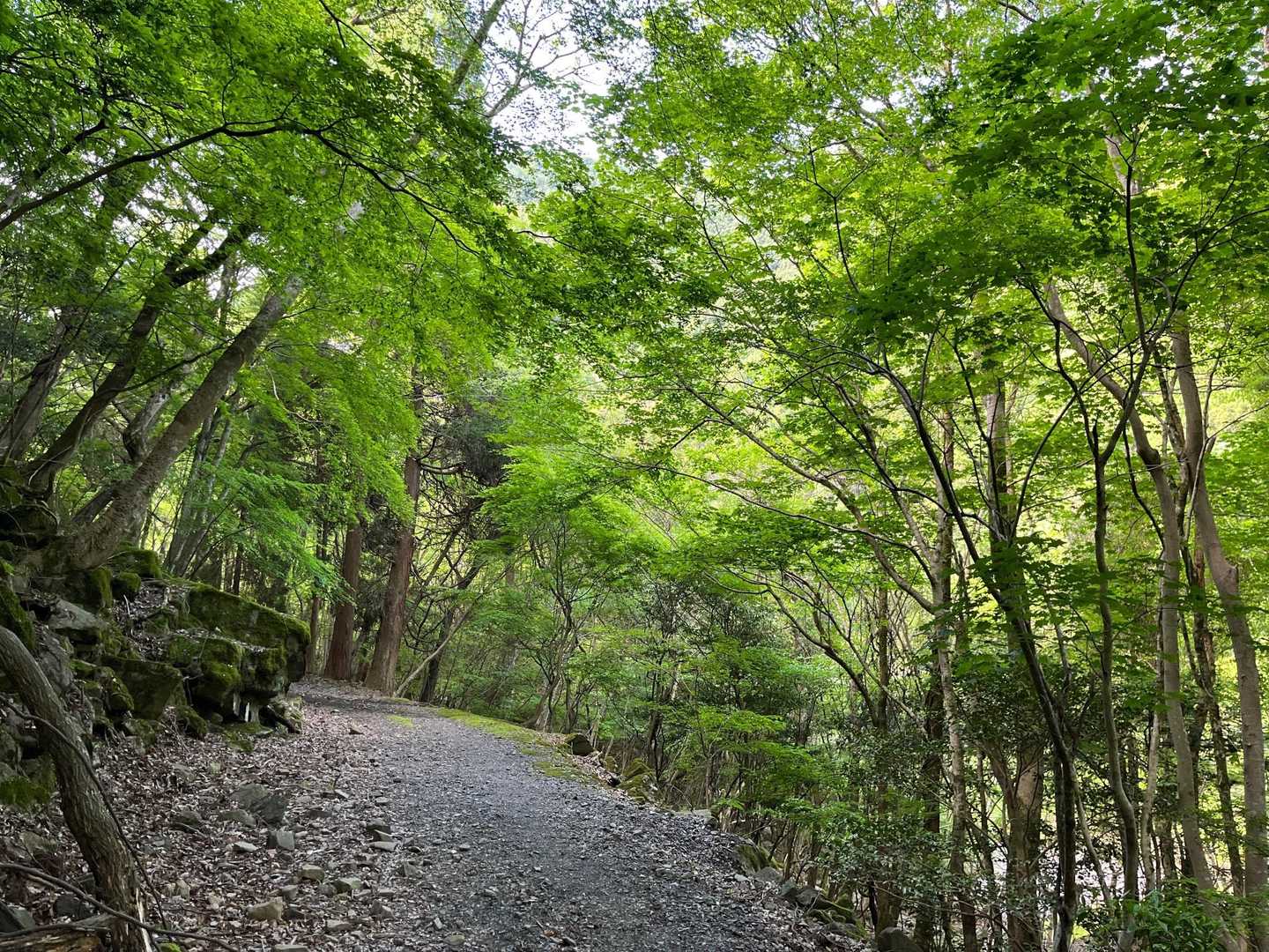 新緑の中を出発✨