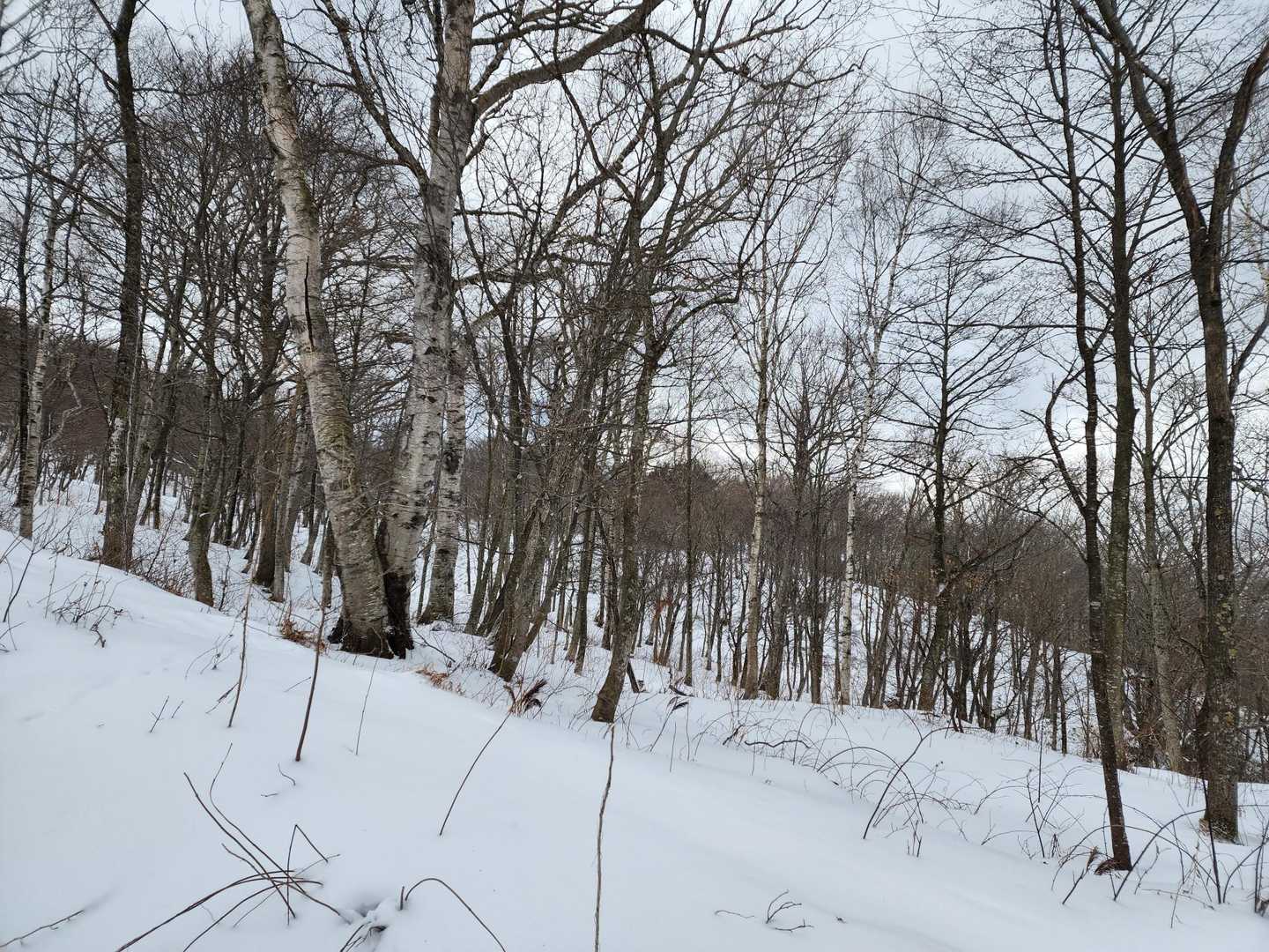 だんだん雪が多くなってきました⛄️