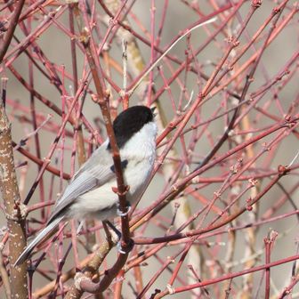 山頂付近にはコガラちゃんがたくさんいて、さえずり、飛び回っている。
コンデジは軽くて良いが、ピント合わせが遅いのが難点やな😓