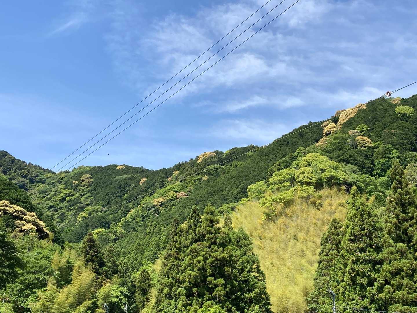 この時期は山がカリフラワーみたいになってます。
