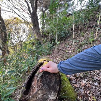 おじ様おば様4人組と 話が弾んでしまって…
すっかり 三角点問題忘れてしまった！
そして 画像少なめ😂
ムダに コミュ力高い人
しょんない… ちょっと下りたとこにあった切り株？で ヤマップ🔺しておくか！