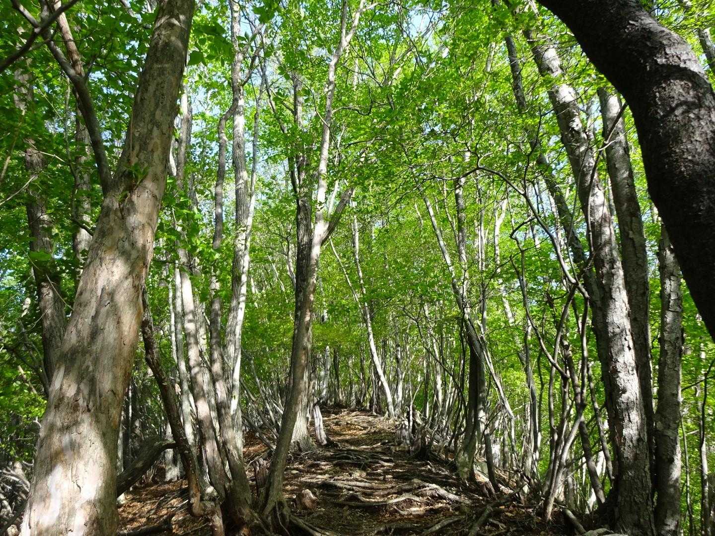 🌱新緑に木洩れ日〜気持ちいいですね。