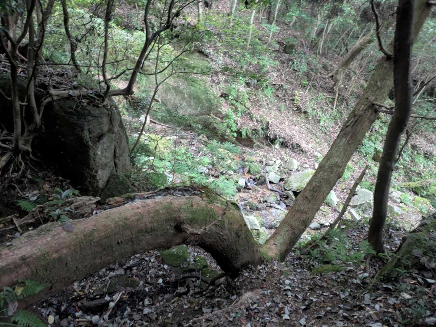 九千部山・五ヶ山周回 | 福岡を支える水源の山を目指す渓谷山歩の写真