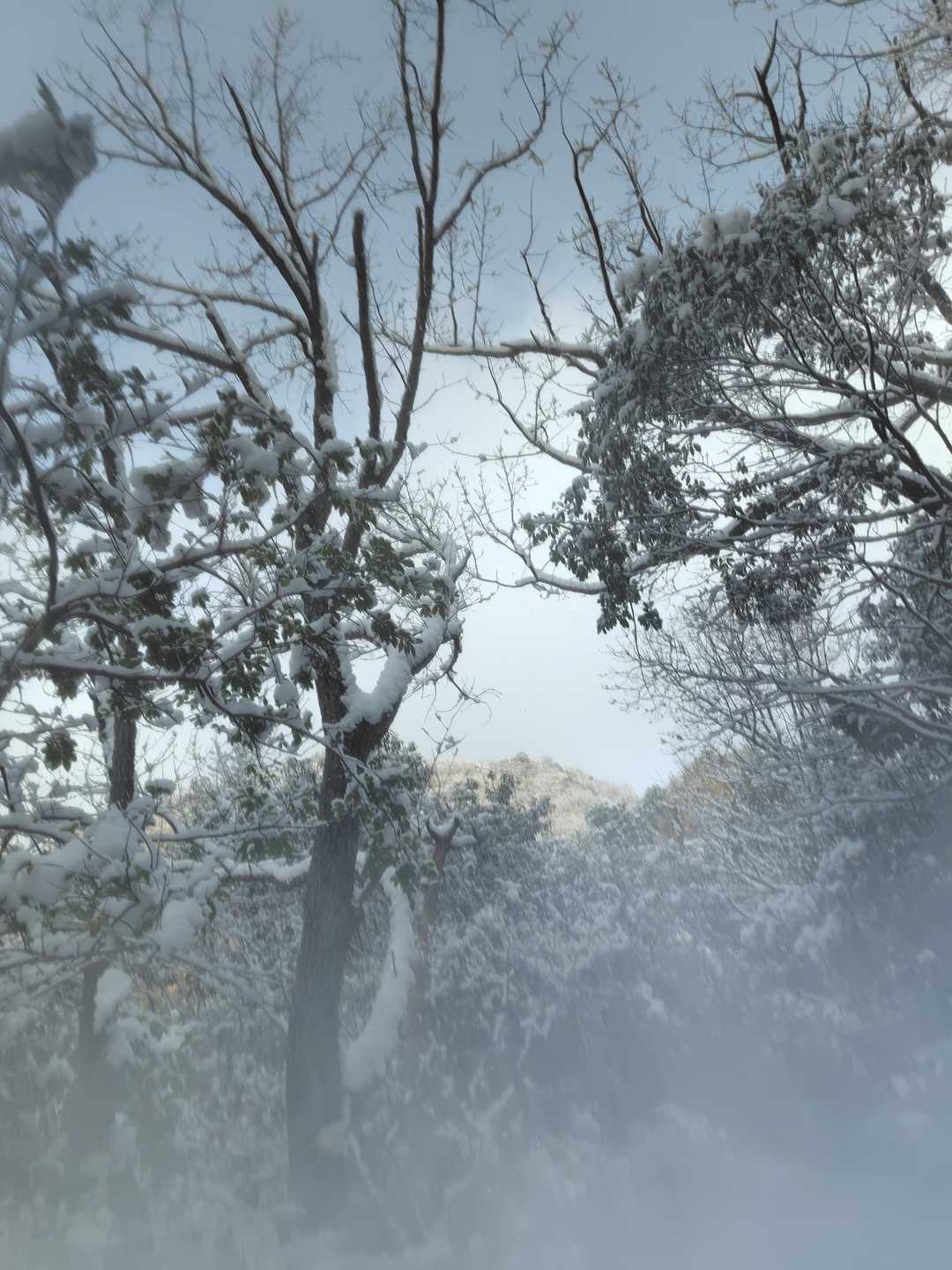 洞山 往復コースの写真