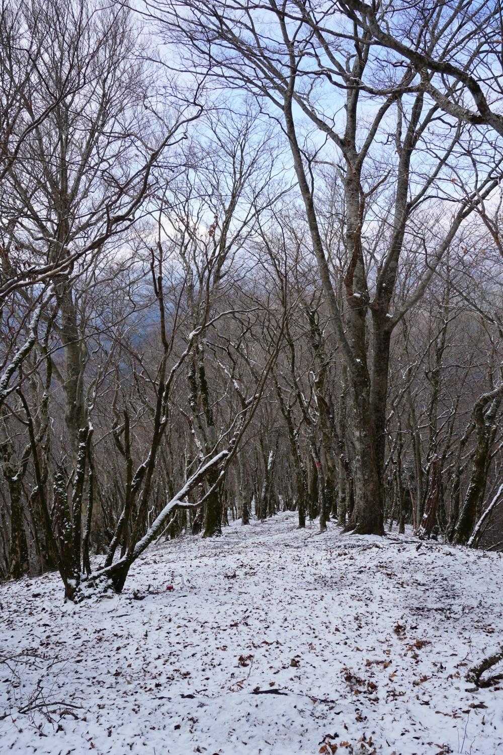 浅瀬入口バス停-ミツバ岳登山口-大出山-権現山-菩薩山-尾 周回コースの写真